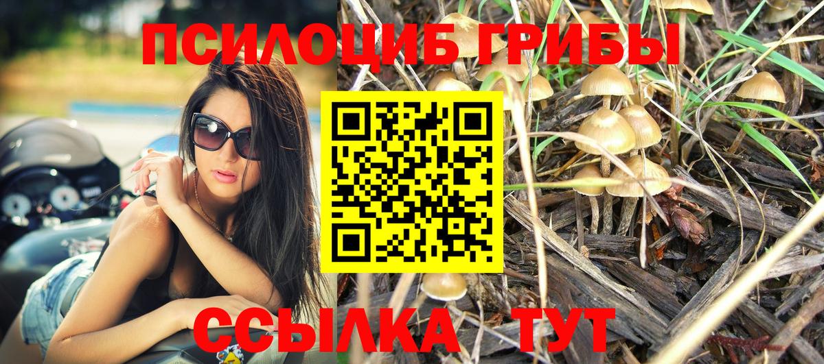 Псилоцибиновые грибы Cubensis  Вход с VPN  Дмитров 